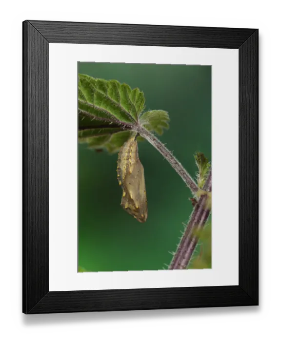 Framed Print : Painted Lady (Vanessa cardui) pupa, hanging from stinging nettle leaf, Oxfordshire, England, July Framed Print : Painted Lady (Vanessa cardui) pupa, hanging from stinging nettle leaf, Oxfordshire, England, July