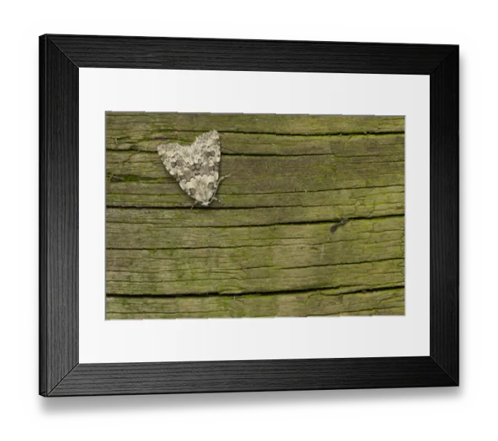 Framed Print : Marbled Beauty (Cryphia domestica) adult, Sheffield, South Yorkshire, England, August Framed Print : Marbled Beauty (Cryphia domestica) adult, Sheffield, South Yorkshire, England, August