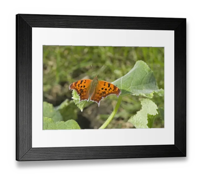 Framed Print : Question Mark (Polygonia interrogationis) adult, resting on cucumber leaf in garden, North Dakota, U. S. A. September Framed Print : Question Mark (Polygonia interrogationis) adult, resting on cucumber leaf in garden, North Dakota, U. S. A. September