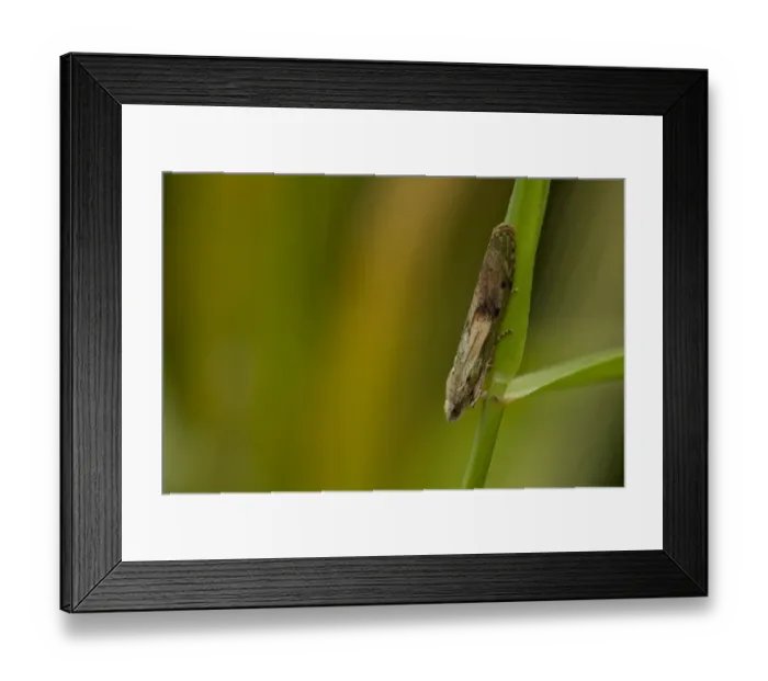 Framed Print : Bee Moth (Aphomia sociella) adult, resting on grass, Sheffield, South Yorkshire, England, July Framed Print : Bee Moth (Aphomia sociella) adult, resting on grass, Sheffield, South Yorkshire, England, July