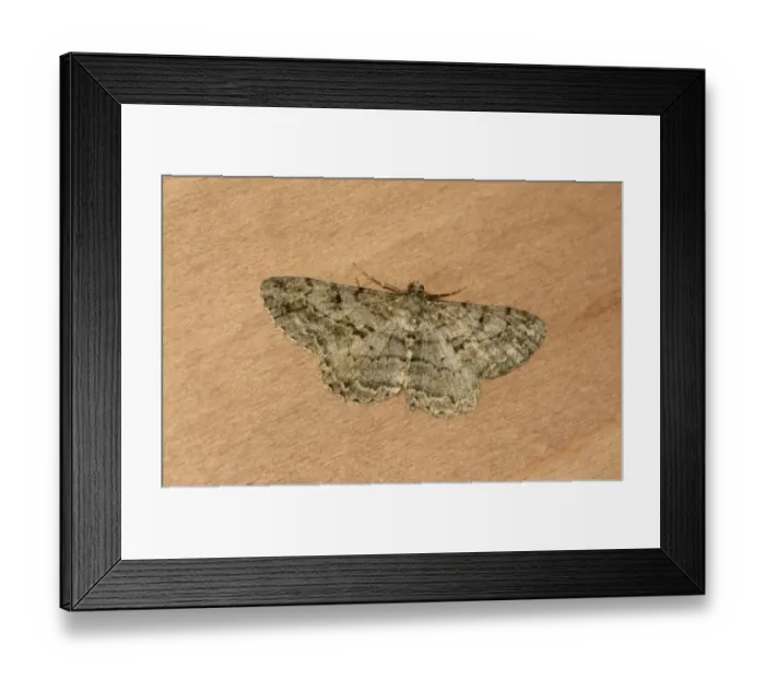 Framed Print : Willow Beauty (Peribatodes rhomboidaria) adult male, resting on fence, Oxfordshire, England, July Framed Print : Willow Beauty (Peribatodes rhomboidaria) adult male, resting on fence, Oxfordshire, England, July
