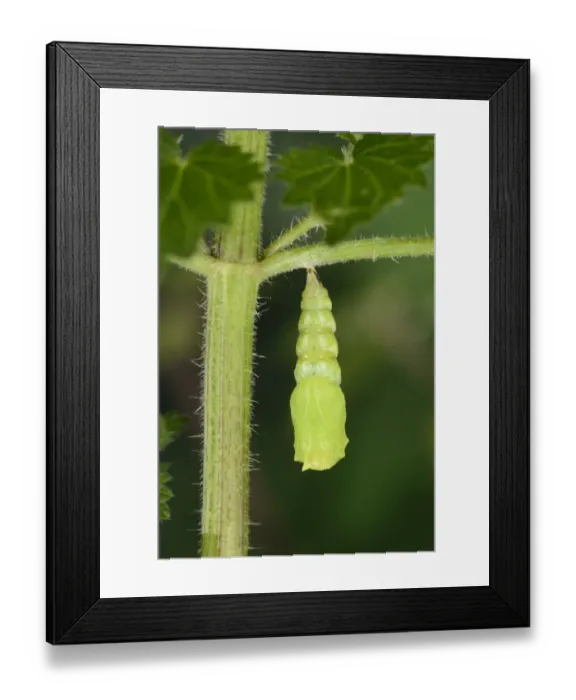 Framed Print : Peacock Butterfly (Inachis io) newly formed pupa, still soft, Oxfordshire, England, August Framed Print : Peacock Butterfly (Inachis io) newly formed pupa, still soft, Oxfordshire, England, August