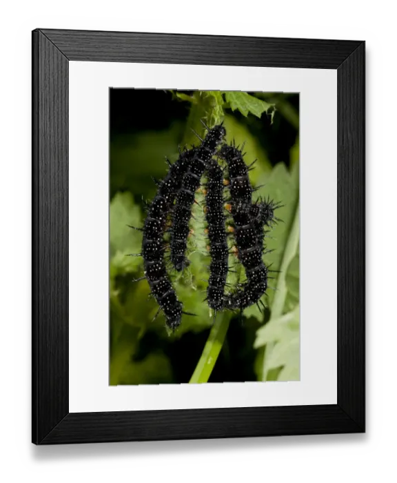 Framed Print : Peacock Butterfly (Inachis io) caterpillars, feeding on stinging nettle, France, August Framed Print : Peacock Butterfly (Inachis io) caterpillars, feeding on stinging nettle, France, August