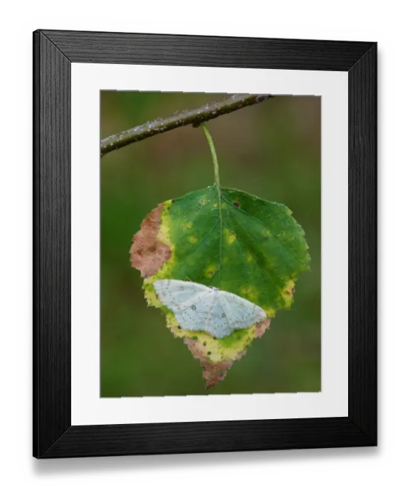 Framed Print : Birch Mocha (Cyclophora albipunctata) adult, resting on Silver Birch (Betula pendula) leaf, Cannobina Valley Framed Print : Birch Mocha (Cyclophora albipunctata) adult, resting on Silver Birch (Betula pendula) leaf, Cannobina Valley