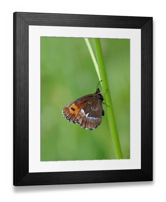 Framed Print : Large Ringlet (Erebia euryale) adult male, newly emerged and drying wings, resting on grass stem, Simplon Pass Framed Print : Large Ringlet (Erebia euryale) adult male, newly emerged and drying wings, resting on grass stem, Simplon Pass