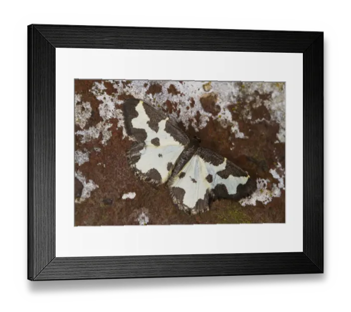Framed Print : Clouded Border (Lomaspilis marginata) adult, resting on brick wall, Powys, Wales, July