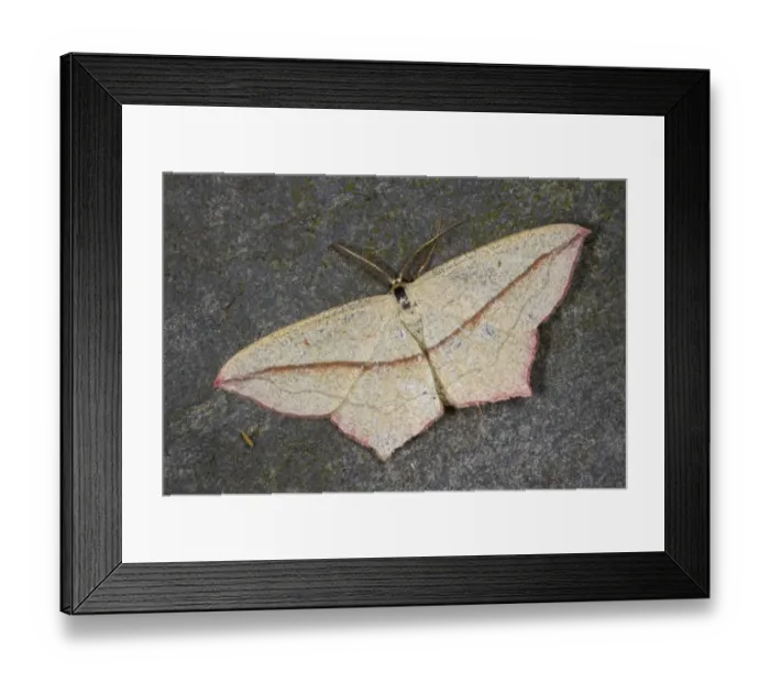 Framed Print : Blood-vein (Timandra comae) adult, Powys, Wales, July Framed Print : Blood-vein (Timandra comae) adult, Powys, Wales, July