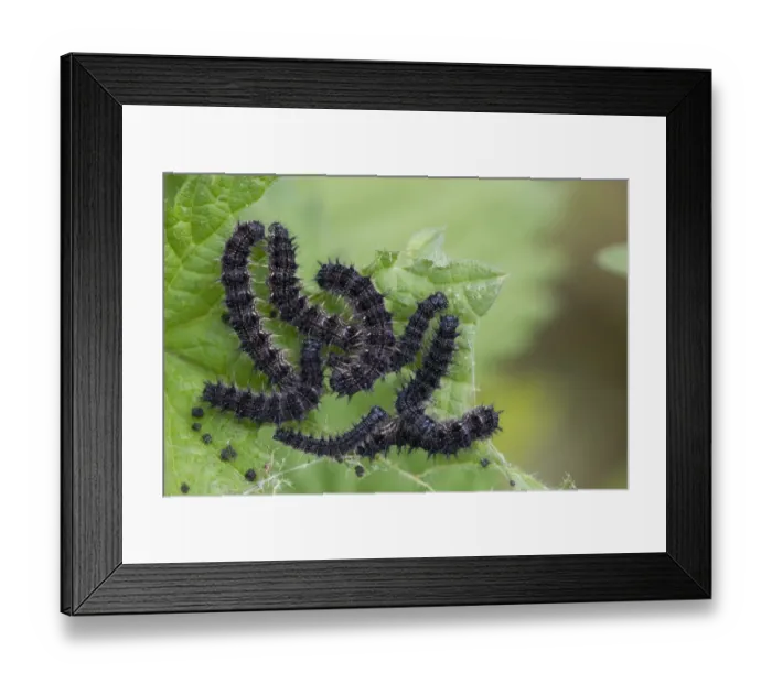 Framed Print : Peacock Butterfly (Inachis io) larvae, feeding on Stinging Nettle (Urtica dioica) leaves, Berwickshire