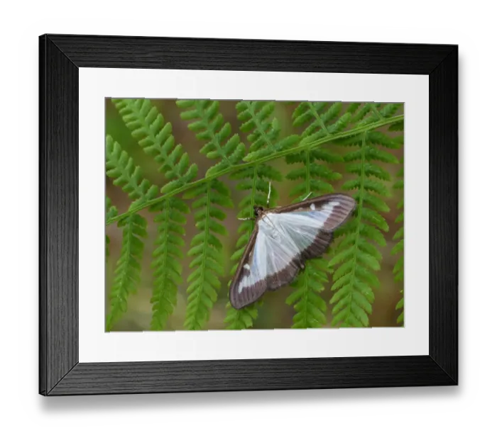 Framed Print : Box Tree Moth (Cydalima perspectalis) introduced species, adult, resting on fern frond, Cannobina Valley, Italian Alps