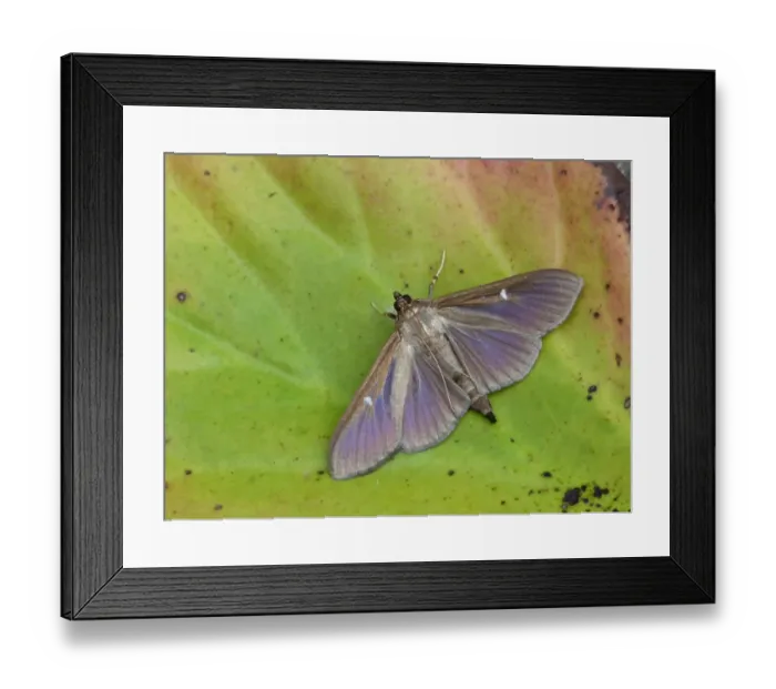Framed Print : Box Tree Moth (Cydalima perspectalis) introduced species, dark form, adult, resting on decaying vegetation