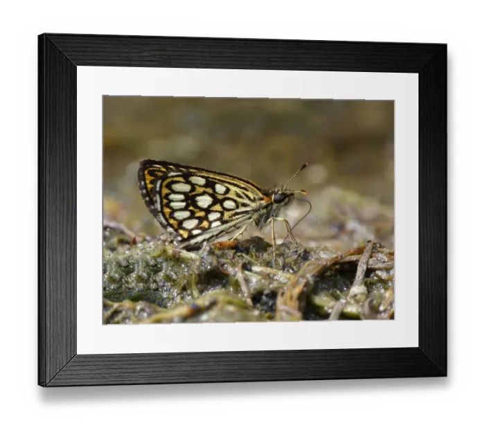 Framed Print : Large Chequered Skipper (Heteropterus morpheus) adult female, drinking minerals from rotten vegetation Framed Print : Large Chequered Skipper (Heteropterus morpheus) adult female, drinking minerals from rotten vegetation