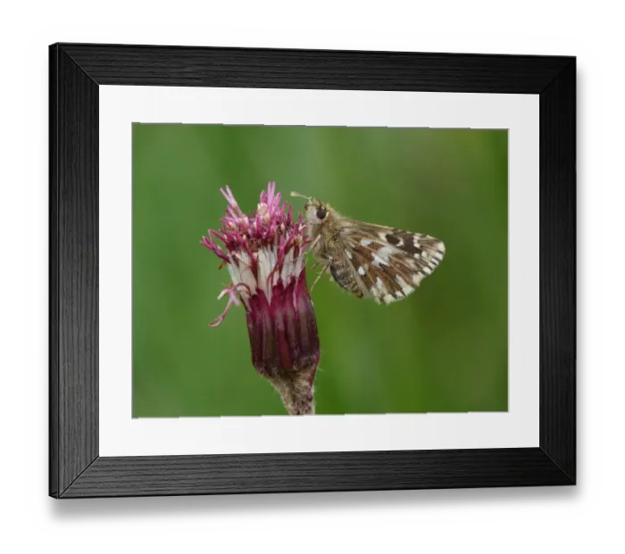 Framed Print : Alpine Grizzled Skipper (Pyrgus andromedae) adult female, resting on Alpine Coltsfoot (Homogyne alpina) flowerhead Framed Print : Alpine Grizzled Skipper (Pyrgus andromedae) adult female, resting on Alpine Coltsfoot (Homogyne alpina) flowerhead