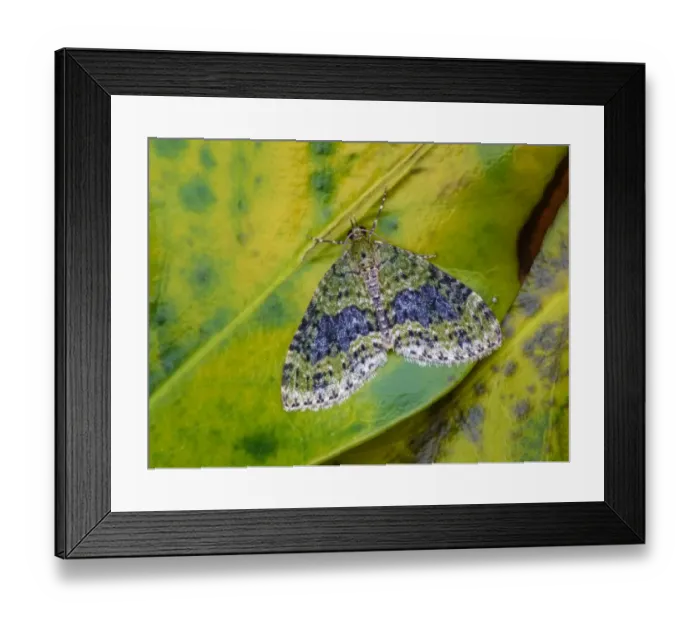 Framed Print : Yellow-barred Brindle (Acasis viretata) adult, camouflaged amongst decaying leaves, Leicestershire, England, May