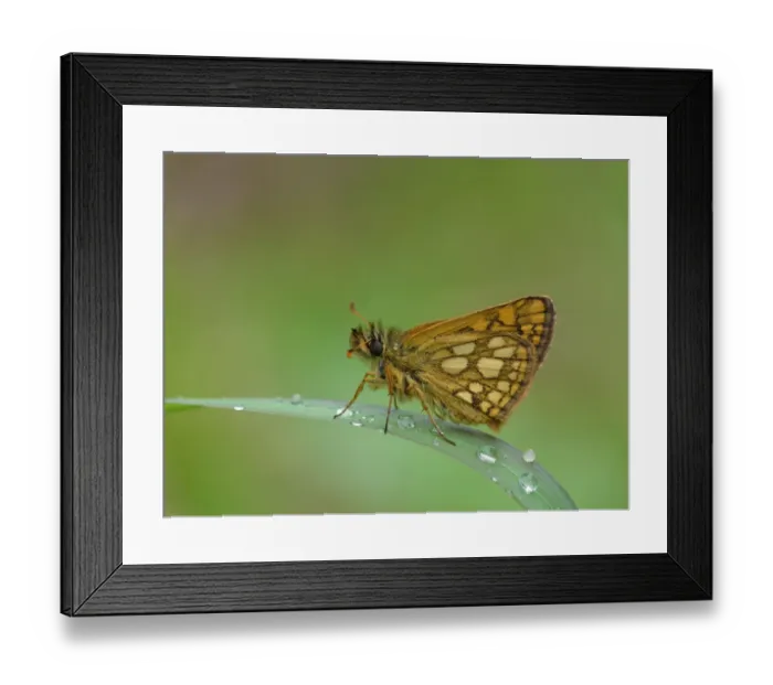 Framed Print : Chequered Skipper (Carterocephalus palaemon) adult male, resting on grass leaf with early morning dew, Dolomites Framed Print : Chequered Skipper (Carterocephalus palaemon) adult male, resting on grass leaf with early morning dew, Dolomites