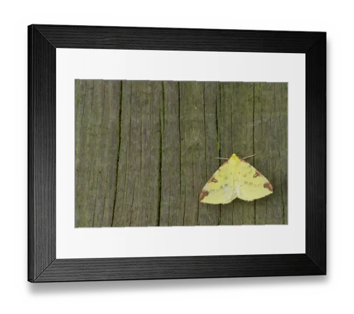 Framed Print : Brimstone Moth (Opisthograptis luteolata) adult, resting on fencepost, Sheffield, South Yorkshire, England, August Framed Print : Brimstone Moth (Opisthograptis luteolata) adult, resting on fencepost, Sheffield, South Yorkshire, England, August