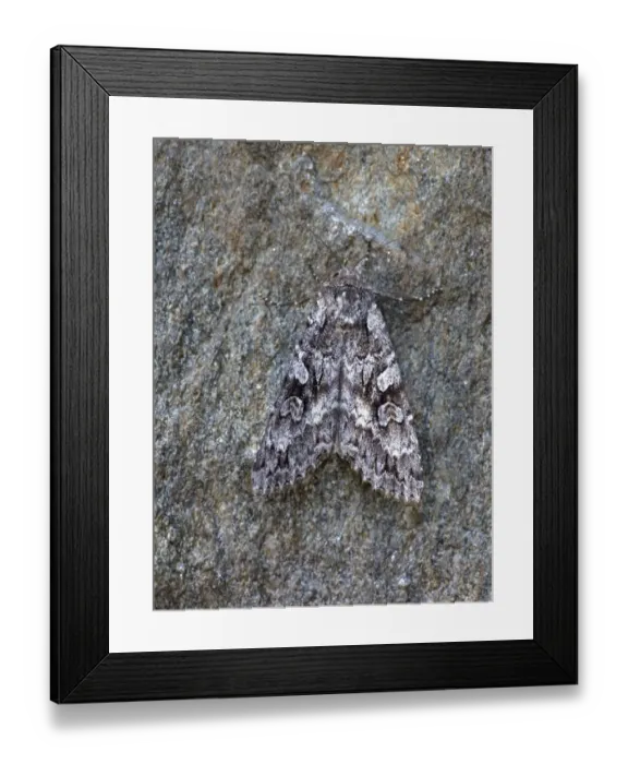 Framed Print : Great Brocade (Eurois occulta) adult, resting on stone, Cannobina Valley, Italian Alps, Piedmont, Northern Italy, July