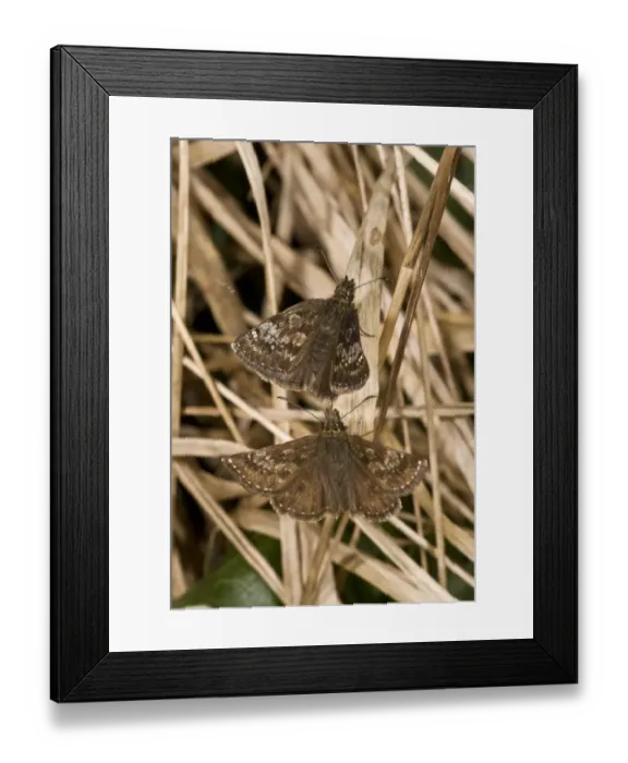 Framed Print : Dingy Skipper (Erynnis tages) adult pair, courting, French Pyrenees, France, June Framed Print : Dingy Skipper (Erynnis tages) adult pair, courting, French Pyrenees, France, June