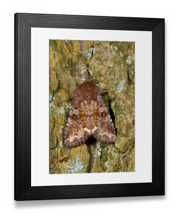 Framed Print : Broom Moth (Melanchra pisi) adult, resting on tree bark, Powys, Wales, July Framed Print : Broom Moth (Melanchra pisi) adult, resting on tree bark, Powys, Wales, July