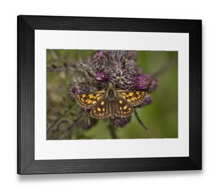 Framed Print : Chequered Skipper (Carterocephalus palaemon) adult, resting on marsh thistle, Massif du Sancy, Auvergne, France, July