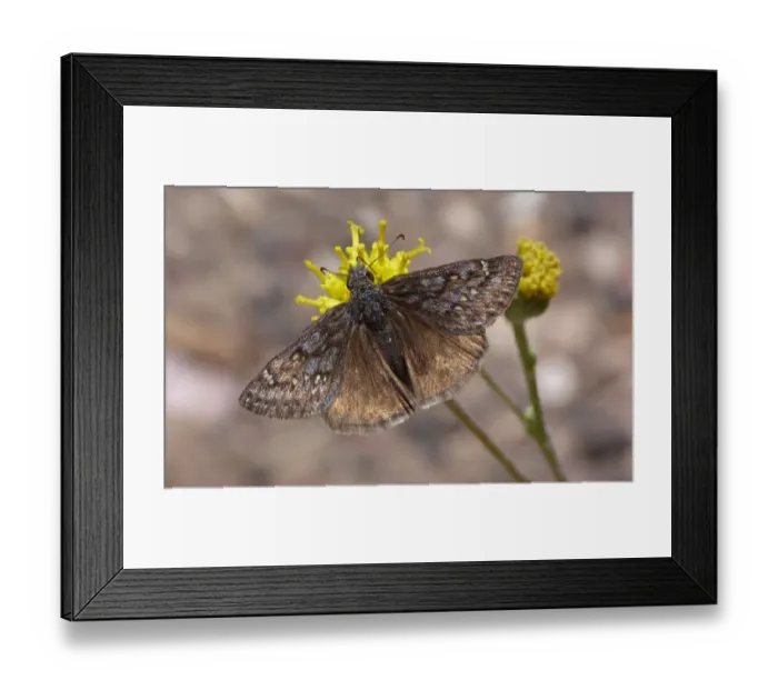 Framed Print : Funereal Duskywing (Erynnis funeralis) adult male, feeding on flower, Utah, U. S. A. May Framed Print : Funereal Duskywing (Erynnis funeralis) adult male, feeding on flower, Utah, U. S. A. May