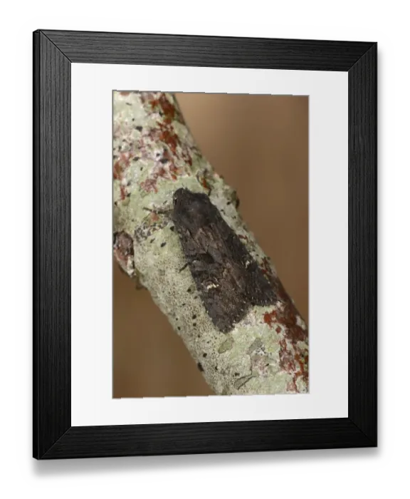 Framed Print : Broom Moth (Melanchra pisi) adult, resting on twig, Oxfordshire, England, September