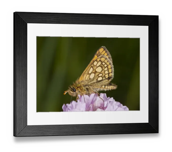 Framed Print : Chequered Skipper (Carterocephalus palaemon) adult male, feeding on thrift flowers, Bulgaria, May Framed Print : Chequered Skipper (Carterocephalus palaemon) adult male, feeding on thrift flowers, Bulgaria, May
