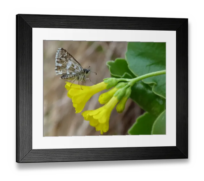 Framed Print : Grizzled Skipper (Pyrgus malvae) adult male, resting on Auricula (Primula auricula) flower, Dolomites, Italian Alps Framed Print : Grizzled Skipper (Pyrgus malvae) adult male, resting on Auricula (Primula auricula) flower, Dolomites, Italian Alps