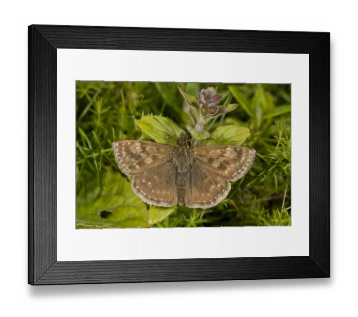Framed Print : Dingy Skipper (Erynnis tages tages) second brood adult, on chalk downland, Wiltshire, England, August