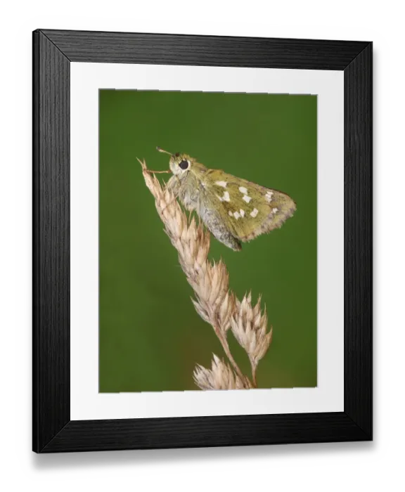 Framed Print : Silver-spotted Skipper (Hesperia comma) adult female, resting on dry grass, Simplon Pass, Swiss Alps, Switzerland, July Framed Print : Silver-spotted Skipper (Hesperia comma) adult female, resting on dry grass, Simplon Pass, Swiss Alps, Switzerland, July
