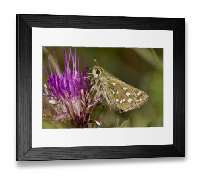 Framed Print : Silver-spotted Skipper (Hesperia comma) adult, feeding on Dwarf Thistle (Cirsium acaule) flowers on chalk downland Framed Print : Silver-spotted Skipper (Hesperia comma) adult, feeding on Dwarf Thistle (Cirsium acaule) flowers on chalk downland