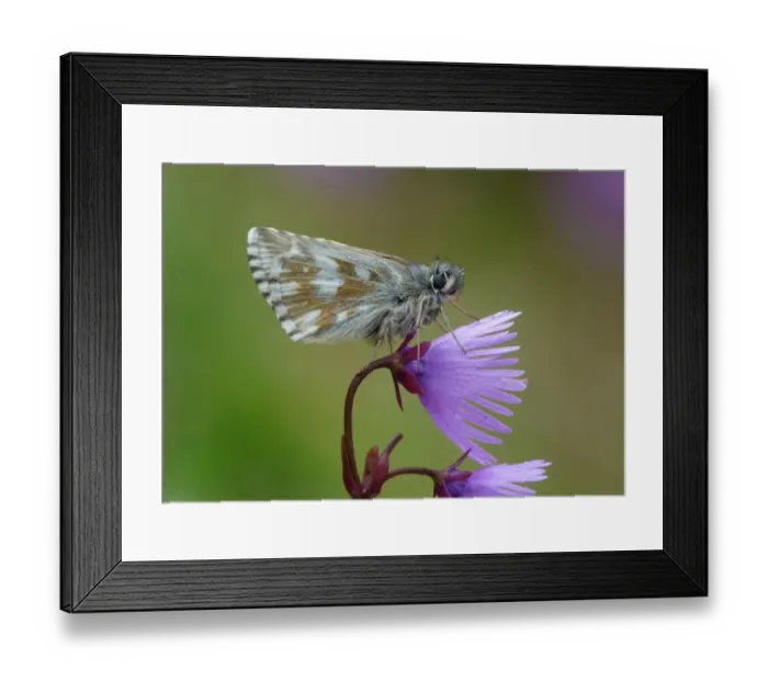 Framed Print : Olive Skipper (Pyrgus serratulae) adult male, roosting on Alpine Snowbell (Soldanella alpina) flower, Italian Alps Framed Print : Olive Skipper (Pyrgus serratulae) adult male, roosting on Alpine Snowbell (Soldanella alpina) flower, Italian Alps