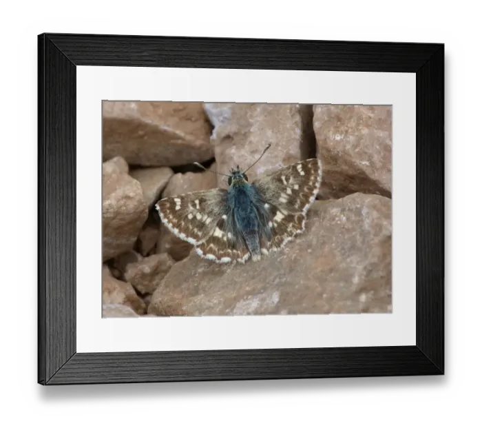 Framed Print : Sage Skipper (Muschampia proto) adult male, sunning on stony ground, Andalucia, Spain, May