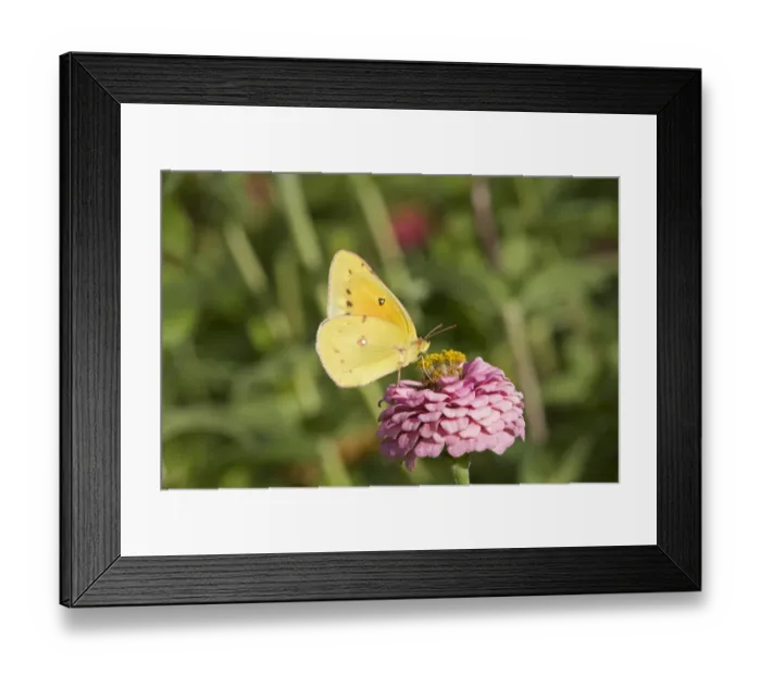 Framed Print : Pink-edged Sulphur (Colias interior) adult, feeding on zinnia flower in garden, North Dakota, U. S. A. September
