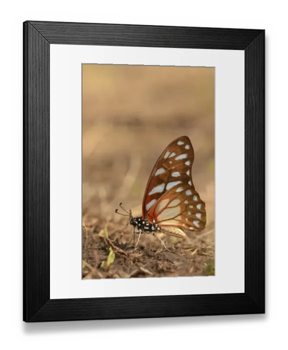 Framed Print : Veined Swordtail (Graphium leonidas) adult, drinking minerals from damp ground, Kafue N. P. Zambia, September Framed Print : Veined Swordtail (Graphium leonidas) adult, drinking minerals from damp ground, Kafue N. P. Zambia, September