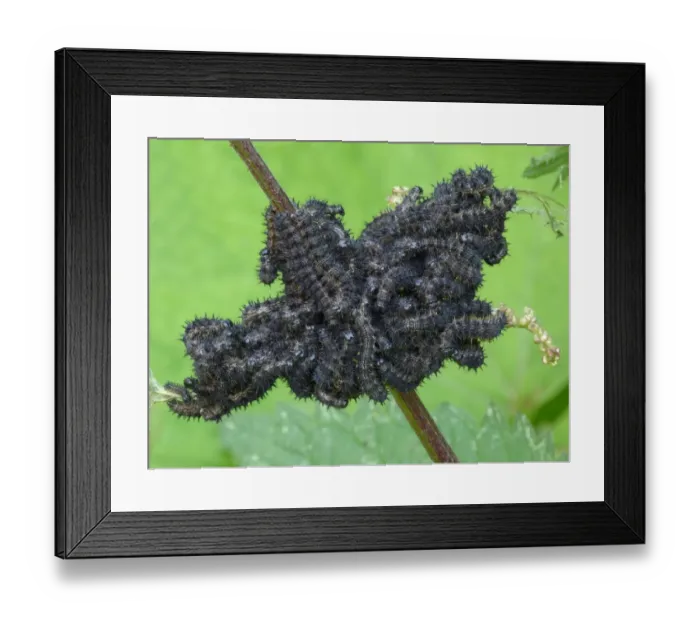 Framed Print : Small Tortoiseshell (Aglais urticae) larvae, mass feeding on Stinging Nettle (Urtica dioica) leaves, Northern Italy Framed Print : Small Tortoiseshell (Aglais urticae) larvae, mass feeding on Stinging Nettle (Urtica dioica) leaves, Northern Italy