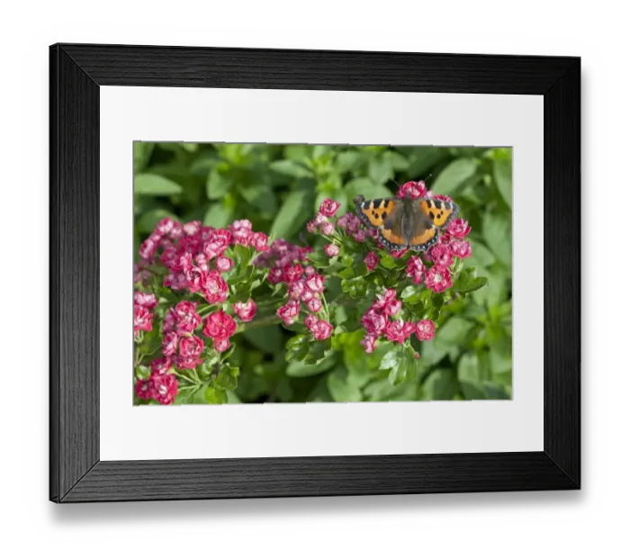 Framed Print : Small Tortoiseshell (Aglais urticae) adult, feeding on hawthorn blossom in garden, England, June Framed Print : Small Tortoiseshell (Aglais urticae) adult, feeding on hawthorn blossom in garden, England, June