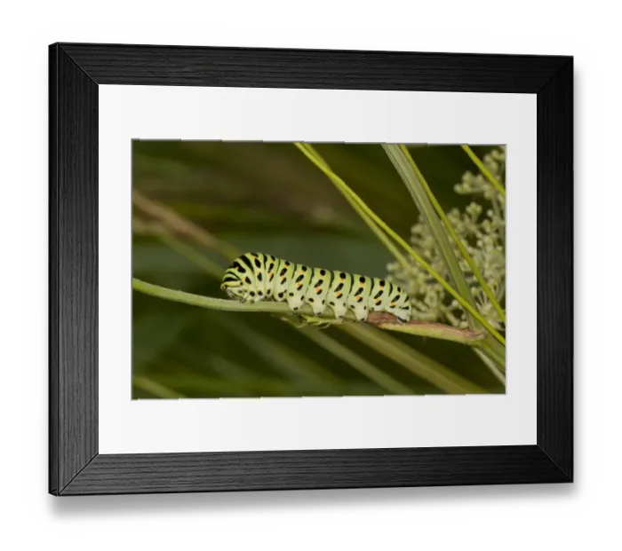 Framed Print : Common Swallowtail (Papilio machaon ssp. britannicus) caterpillar, on Milk Parsley (Peucedanum palustre) foodplant Framed Print : Common Swallowtail (Papilio machaon ssp. britannicus) caterpillar, on Milk Parsley (Peucedanum palustre) foodplant
