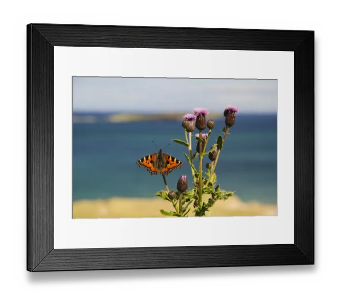 Framed Print : Small Tortoiseshell (Aglais urticae) adult, resting on Creeping Thistle (Cirsium arvense) near coast, Tongue Bay Framed Print : Small Tortoiseshell (Aglais urticae) adult, resting on Creeping Thistle (Cirsium arvense) near coast, Tongue Bay