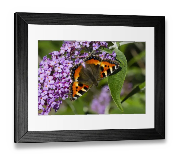 Framed Print : Small Tortoiseshell (Aglais urticae) adult, feeding on Buddleia (Buddleja davidii) flowers in garden, Powys, Wales Framed Print : Small Tortoiseshell (Aglais urticae) adult, feeding on Buddleia (Buddleja davidii) flowers in garden, Powys, Wales
