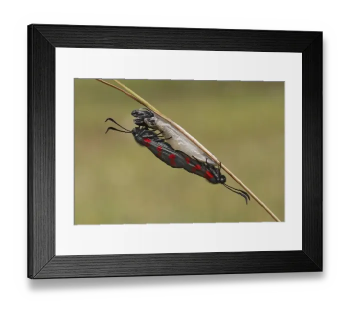 Framed Print : Six-spot Burnet (Zygaena filipendulae) adult pair, mating on cocoon, Aston Rowant, Buckinghamshire, England, August Framed Print : Six-spot Burnet (Zygaena filipendulae) adult pair, mating on cocoon, Aston Rowant, Buckinghamshire, England, August