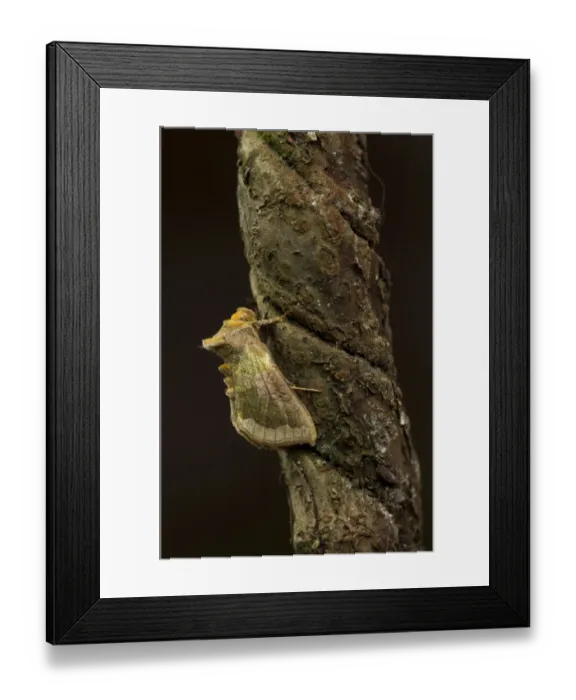 Framed Print : Burnished Brass Moth (Diachrysia chrysitis) adult, Sheffield, South Yorkshire, England, July Framed Print : Burnished Brass Moth (Diachrysia chrysitis) adult, Sheffield, South Yorkshire, England, July