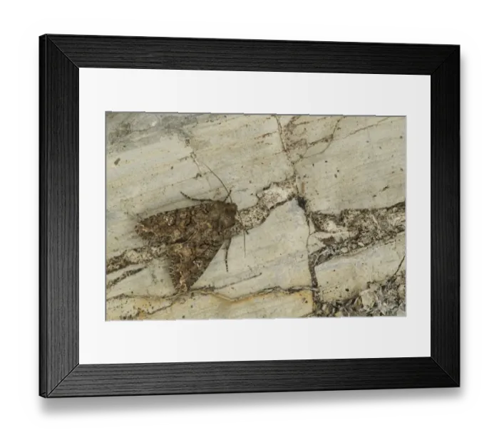 Framed Print : Cabbage Moth (Mamestra brassicae) adult, Sheffield, South Yorkshire, England, July Framed Print : Cabbage Moth (Mamestra brassicae) adult, Sheffield, South Yorkshire, England, July