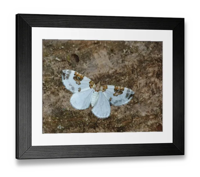 Framed Print : Blue-bordered Carpet (Plemyria rubiginata) adult female, resting on log, Cannobina Valley, Italian Alps, Piedmont Framed Print : Blue-bordered Carpet (Plemyria rubiginata) adult female, resting on log, Cannobina Valley, Italian Alps, Piedmont