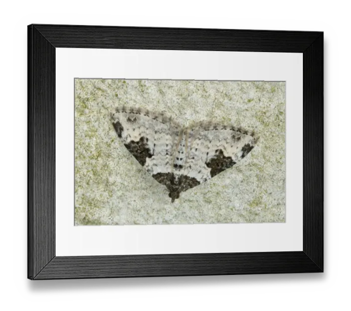 Framed Print : Garden Carpet Moth (Xanthorhoe fluctuata) adult, resting on wall, Gorseinon, West Glamorgan, South Wales, September Framed Print : Garden Carpet Moth (Xanthorhoe fluctuata) adult, resting on wall, Gorseinon, West Glamorgan, South Wales, September