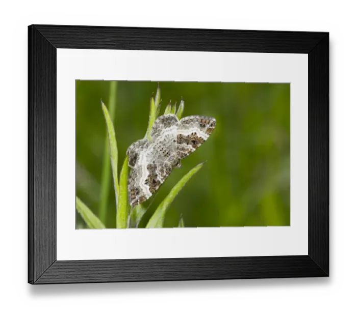 Framed Print : Common Carpet (Epirrhoe alternata) adult, resting on Common Cleavers (Galium aparine) larval foodplant, Hampshire Framed Print : Common Carpet (Epirrhoe alternata) adult, resting on Common Cleavers (Galium aparine) larval foodplant, Hampshire