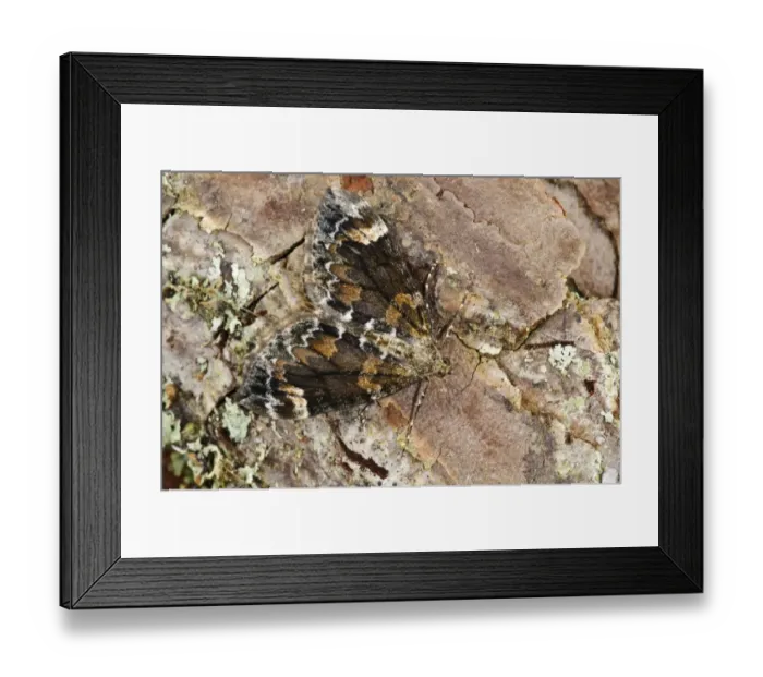 Framed Print : Dark Marbled Carpet Moth (Chloroclysta citrata) adult, camouflaged on pine bark, Loch Garten RSPB Reserve Framed Print : Dark Marbled Carpet Moth (Chloroclysta citrata) adult, camouflaged on pine bark, Loch Garten RSPB Reserve