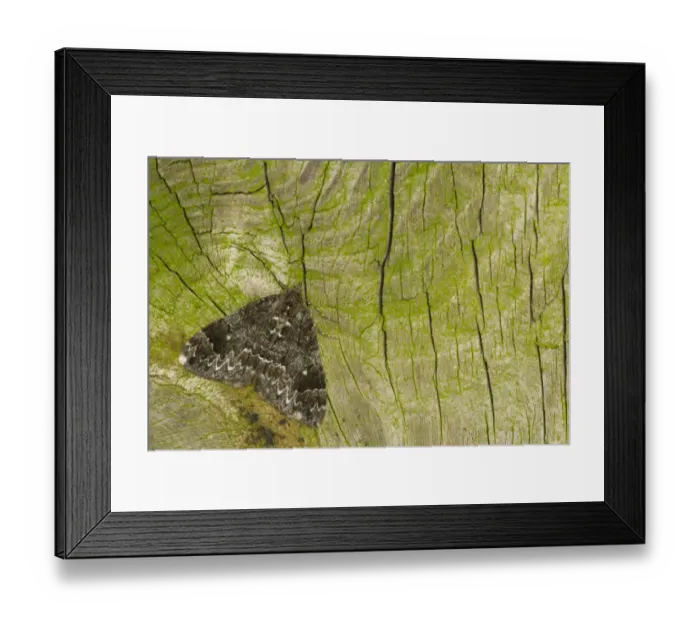 Framed Print : Common Marbled Carpet (Chloroclysta truncata) dark form, adult, Sheffield, South Yorkshire, England, September Framed Print : Common Marbled Carpet (Chloroclysta truncata) dark form, adult, Sheffield, South Yorkshire, England, September