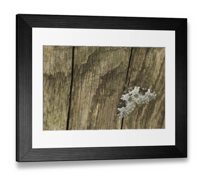 Framed Print : Garden Carpet Moth (Xanthorhoe fluctuata) adult, resting on fence, Sheffield, South Yorkshire, England, September