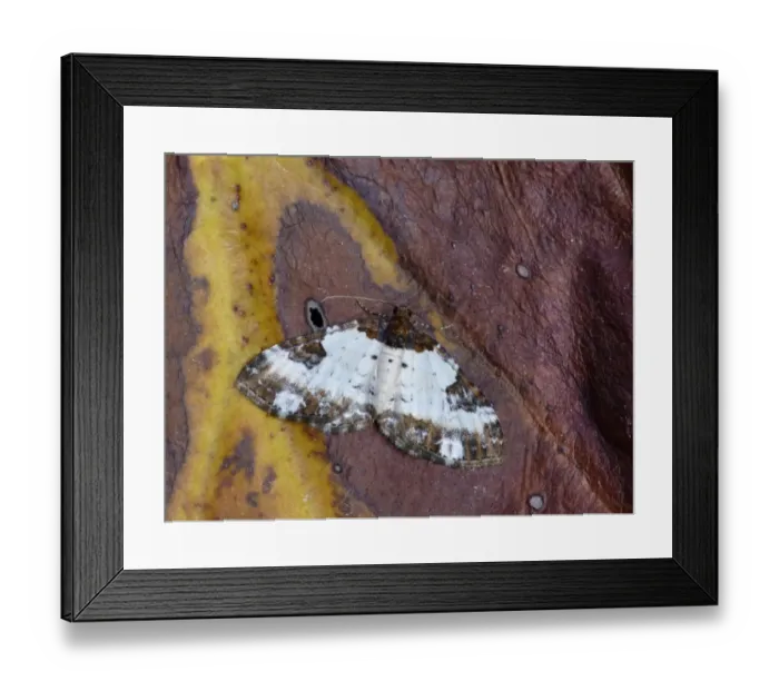 Framed Print : Pretty Chalk Carpet (Melanthia procellata) adult, roosting on decaying vegetation, Cannobina Valley, Italian Alps Framed Print : Pretty Chalk Carpet (Melanthia procellata) adult, roosting on decaying vegetation, Cannobina Valley, Italian Alps