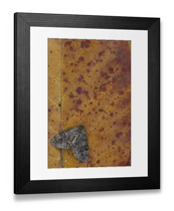Framed Print : Common Marbled Carpet (Chloroclysta truncata) dark form, adult, resting on autumn leaf, Sheffield, South Yorkshire